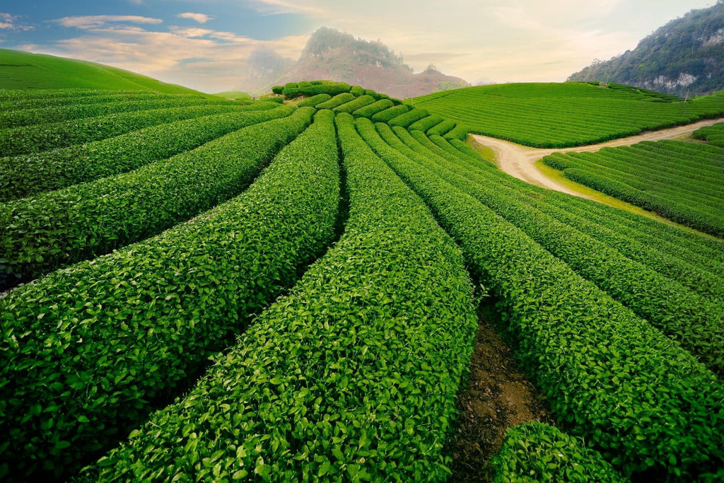 Top 5 địa điểm ấn tượng không thể bỏ lỡ ở Sơn La