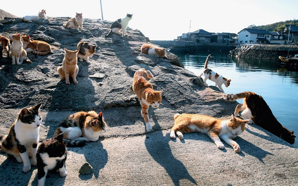 Đảo Mèo Nhật Bản - Địa điểm dành cho người yêu động vật
