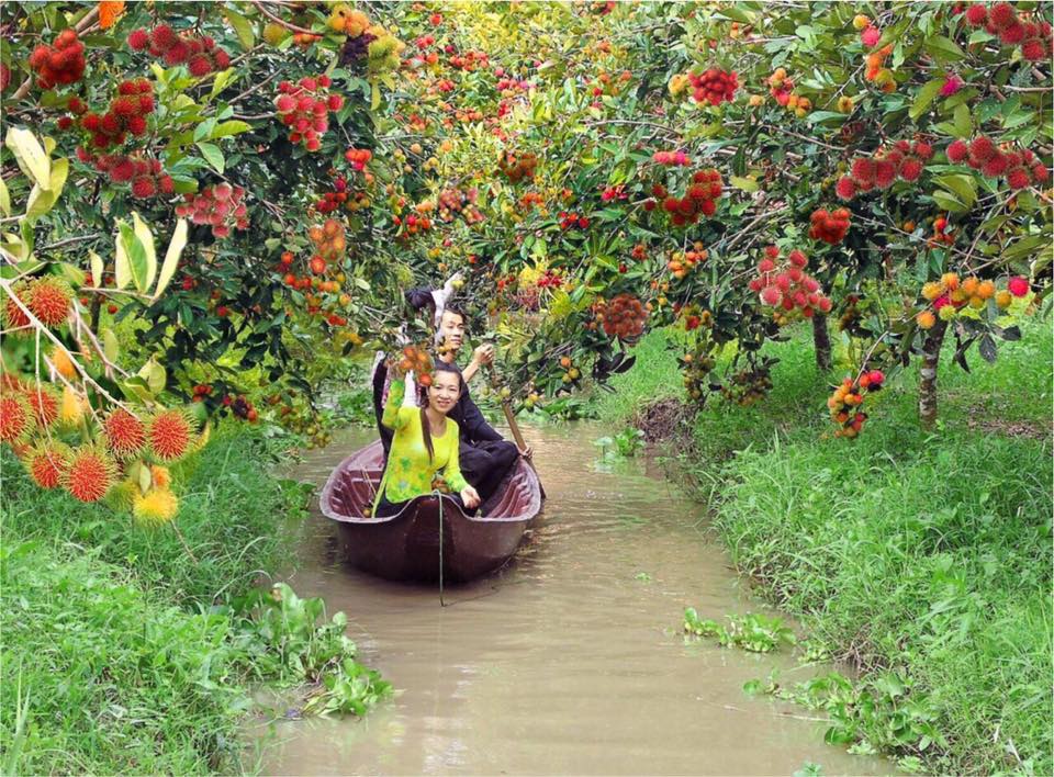 Du khách chèo thuyền giữa vườn trái cây sum suê tại Làng du lịch sinh thái Mỹ Khánh – trải nghiệm độc đáo đậm chất miền Tây sông nước.