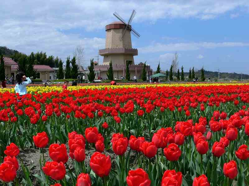 Tour du lịch Hà Lan - Đức - Thụy Sĩ 9 ngày 8 đêm: Từ vùng đất cối xay gió tới thác nước lớn nhất thế giới