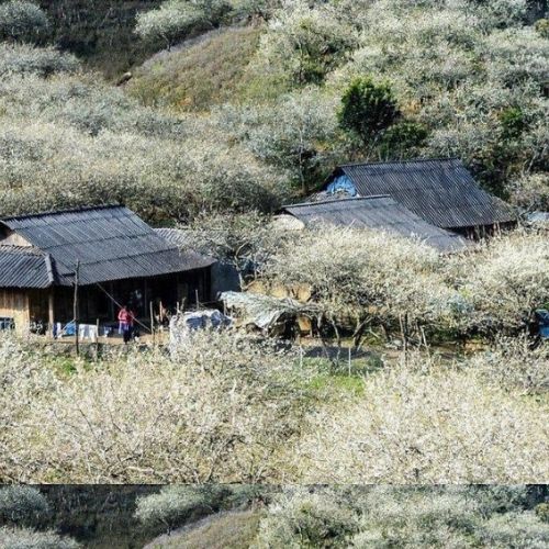 Khám Phá Thung Lũng Mận Nà Ka - Trải Nghiệm Du Lịch Đặc Sắc